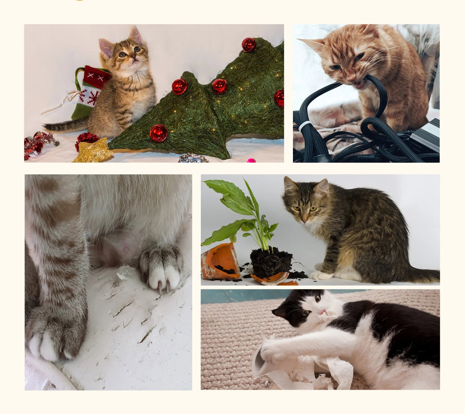 arbre-a-chat-tresse-minou