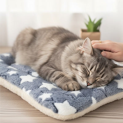 coussin-pour-chat-tapistoudou-repos