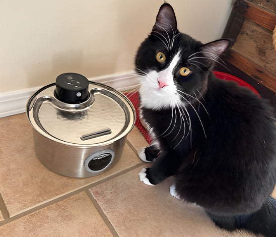 fontaine-a-eau-pour-chat-inoxy-robuste
