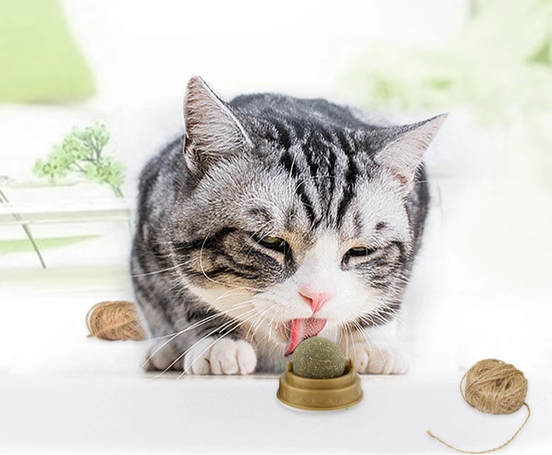 Herbe à chat - Laboulle™ - Ronron-Toudou