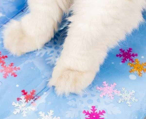 panier-pour-chat-matelas-a-eau-confort